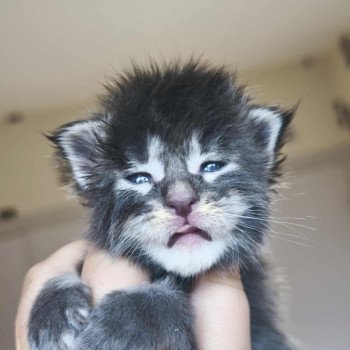 chaton Maine coon blue silver ticked tabby Aelhyriön Chatterie Tsuki Araiguma chaton Maine coon blue silver ticked tabby Aelhyriön Chatterie Tsuki Araiguma