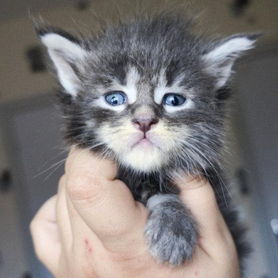 chaton Maine coon blue silver ticked tabby Aelhyriön Chatterie Tsuki Araiguma