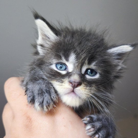 chaton Maine coon blue silver ticked tabby Aelhyriön Chatterie Tsuki Araiguma