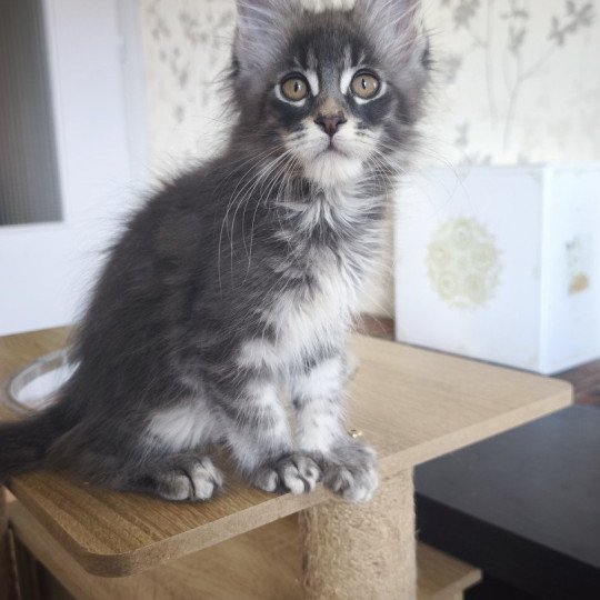 chaton Maine coon blue silver ticked tabby Attila Chatterie Tsuki Araiguma
