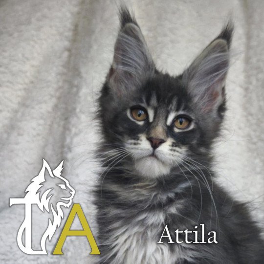 Tsuki Araiguma's Attila Mâle Maine coon