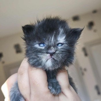 chaton Maine coon blue tortie smoke Aelwynna Chatterie Tsuki Araiguma chaton Maine coon blue tortie smoke Aelwynna Chatterie Tsuki Araiguma