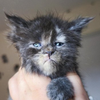 chaton Maine coon blue tortie smoke Aelwynna Chatterie Tsuki Araiguma