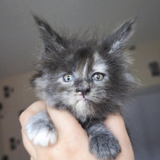 chaton Maine coon blue tortie smoke Aelwynna Chatterie Tsuki Araiguma