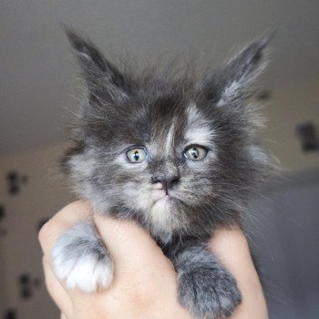 chaton Maine coon blue tortie smoke Aelwynna Chatterie Tsuki Araiguma