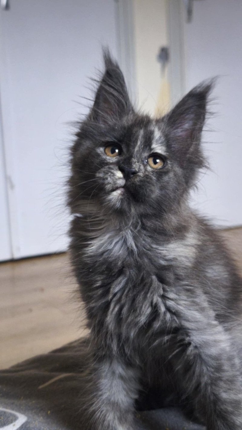 Tsuki Araiguma's Ankha Honô Femelle Maine coon