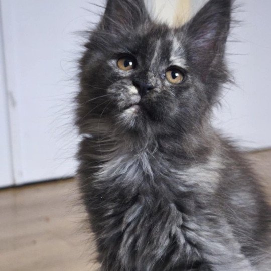 Tsuki Araiguma's Ankha Honô Femelle Maine coon