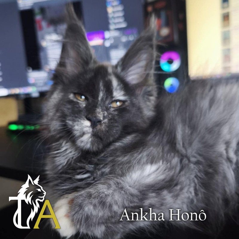 Tsuki Araiguma's Ankha Honô Femelle Maine coon