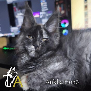 chaton Maine coon blue tortie smoke Ankha Honô Chatterie Tsuki Araiguma
