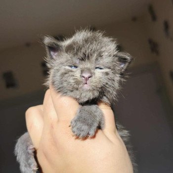 chaton Maine coon blue smoke Aërendhil Chatterie Tsuki Araiguma chaton Maine coon blue smoke Aërendhil Chatterie Tsuki Araiguma