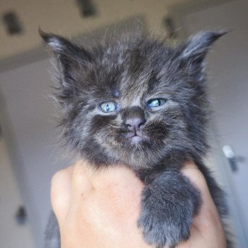 chaton Maine coon blue smoke Aërendhil Chatterie Tsuki Araiguma