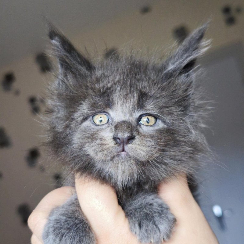 Tsuki Araiguma's Aërendhil Mâle Maine coon