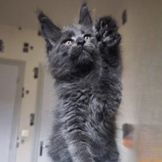 chaton Maine coon blue smoke Aërendhil Chatterie Tsuki Araiguma