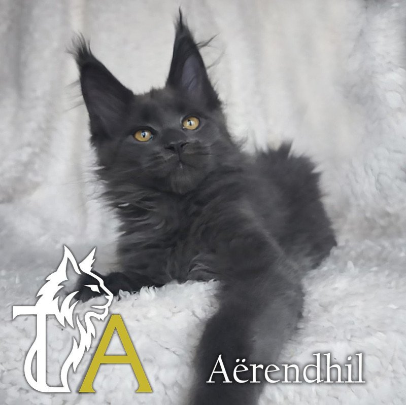 Tsuki Araiguma's Aërendhil Mâle Maine coon