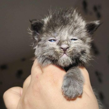 chaton Maine coon blue smoke Aerÿth Chatterie Tsuki Araiguma chaton Maine coon blue smoke Aerÿth Chatterie Tsuki Araiguma
