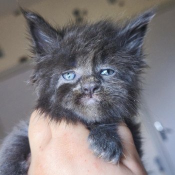 chaton Maine coon blue smoke Aerÿth Chatterie Tsuki Araiguma