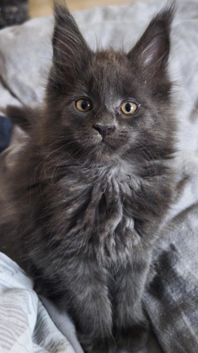 Tsuki Araiguma's Aerÿth Femelle Maine coon