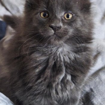 chaton Maine coon blue smoke Aerÿth Chatterie Tsuki Araiguma