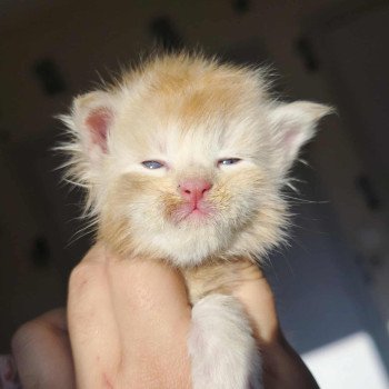 chaton Maine coon cream silver ticked tabby Aëthelred Chatterie Tsuki Araiguma chaton Maine coon cream silver ticked tabby Aëthelred Chatterie Tsuki Araiguma
