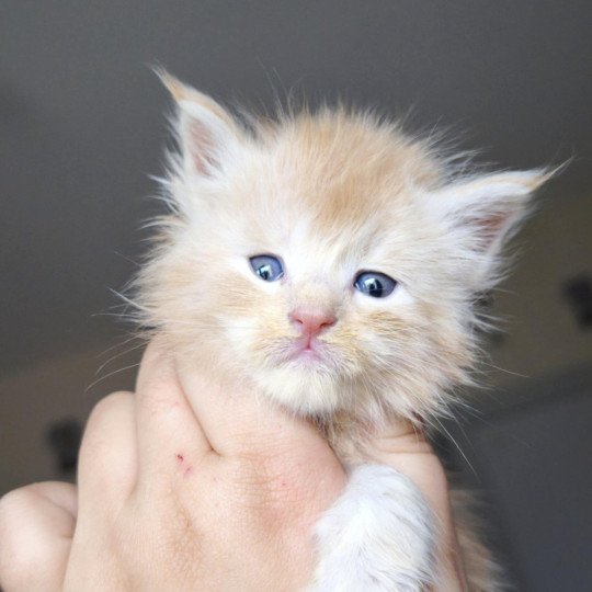 chaton Maine coon cream silver ticked tabby Aëthelred Chatterie Tsuki Araiguma