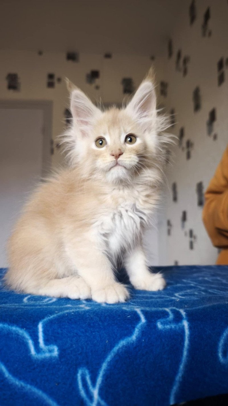 Tsuki Araiguma's Arthurus Pale Majesty Mâle Maine coon