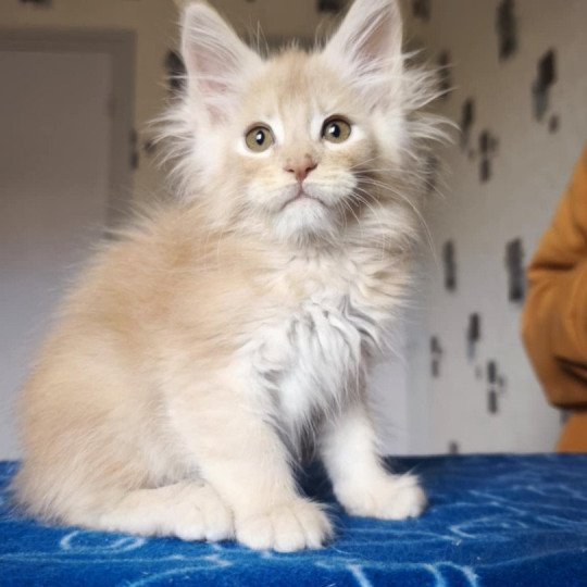 Tsuki Araiguma's Arthurus Pale Majesty Mâle Maine coon