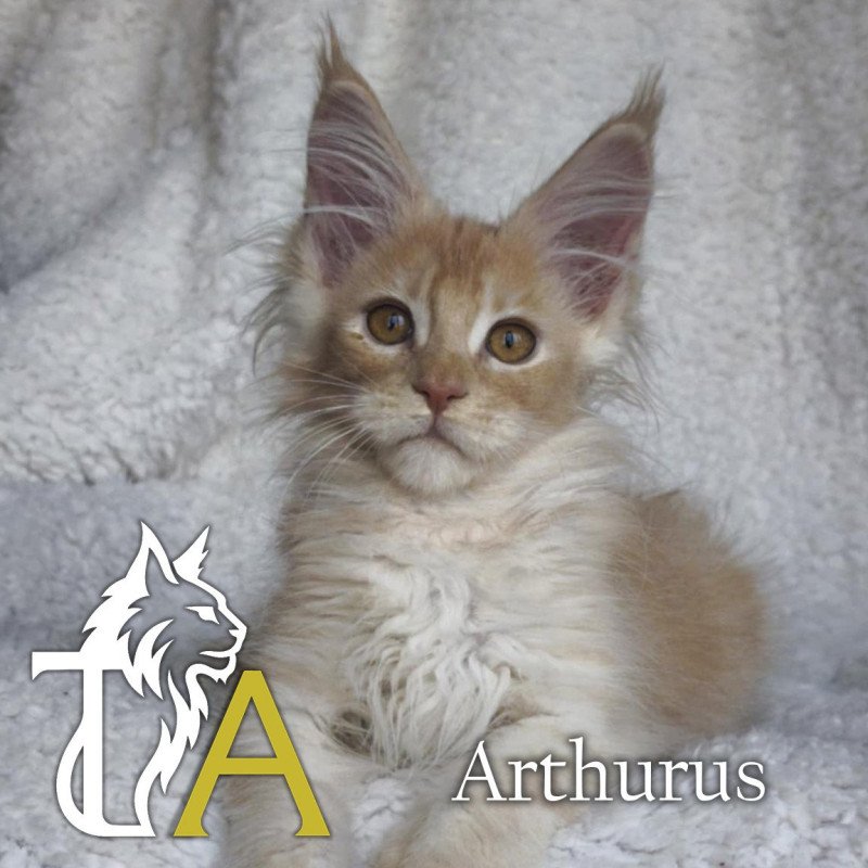 Tsuki Araiguma's Arthurus Pale Majesty Mâle Maine coon
