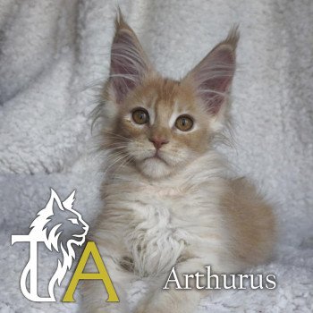 chaton Maine coon cream silver ticked tabby Arthurus Pale Majesty Chatterie Tsuki Araiguma