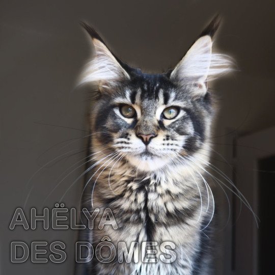 chat Maine coon Ahëlya Chatterie Tsuki Araiguma
