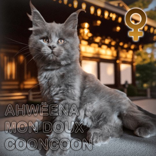 chat Maine coon blue smoke Ahwëena Chatterie Tsuki Araiguma
