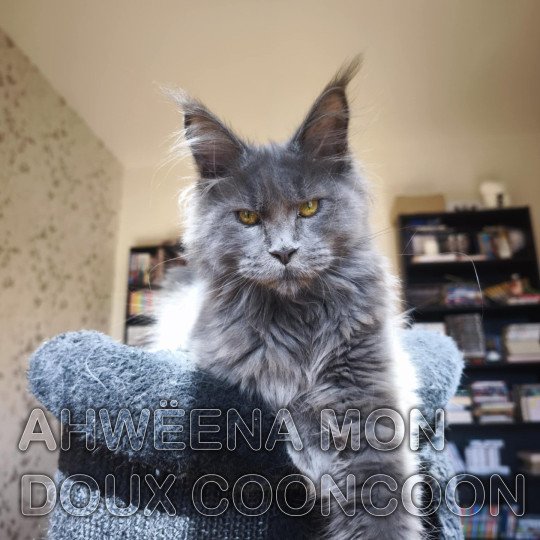 Ahwëena Femelle Maine coon