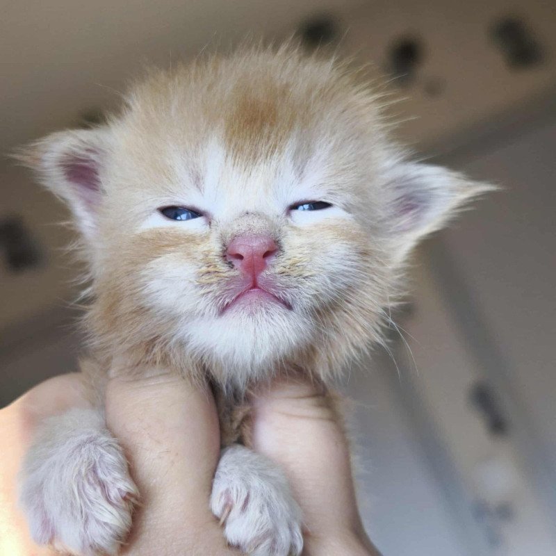 Akhënaton Mâle Maine coon