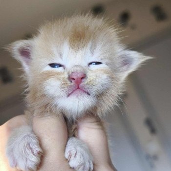 chaton Maine coon cream silver ticked tabby Akhënaton Chatterie Tsuki Araiguma chaton Maine coon cream silver ticked tabby Akhënaton Chatterie Tsuki Araiguma