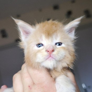 chaton Maine coon cream silver ticked tabby Akhënaton Chatterie Tsuki Araiguma