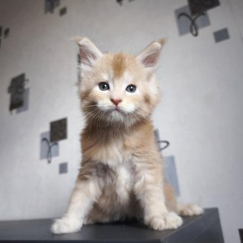 chaton Maine coon cream silver ticked tabby Akhënaton Chatterie Tsuki Araiguma