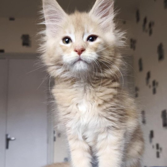 Tsuki Araiguma's Akhënaton Mâle Maine coon