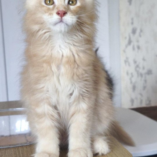 chaton Maine coon cream silver ticked tabby Akhënaton Chatterie Tsuki Araiguma