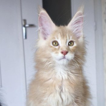 chaton Maine coon cream silver ticked tabby Akhënaton Chatterie Tsuki Araiguma