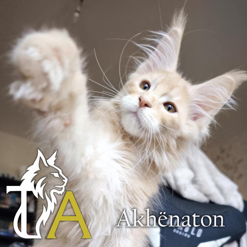 Tsuki Araiguma's Akhënaton Mâle Maine coon