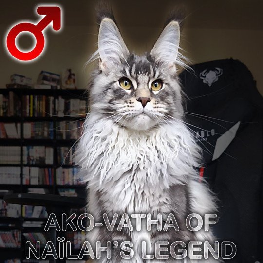 chat Maine coon Ako-Vatha Chatterie Tsuki Araiguma