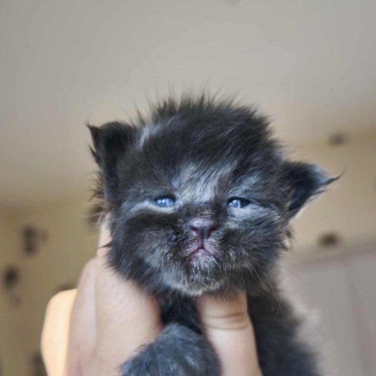 chaton Maine coon blue smoke Anwelya Chatterie Tsuki Araiguma