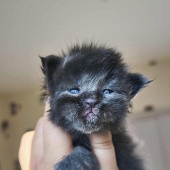 chaton Maine coon blue smoke Anwelya Chatterie Tsuki Araiguma chaton Maine coon blue smoke Anwelya Chatterie Tsuki Araiguma