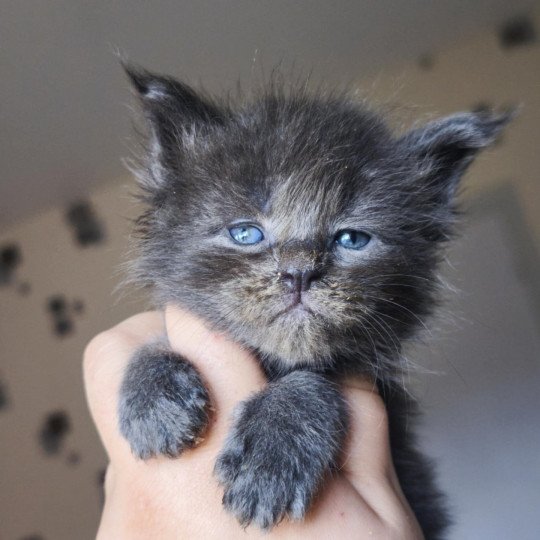 chaton Maine coon blue smoke Anwelya Chatterie Tsuki Araiguma