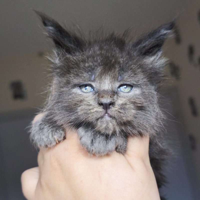 Tsuki Araiguma's Anwelya Femelle Maine coon