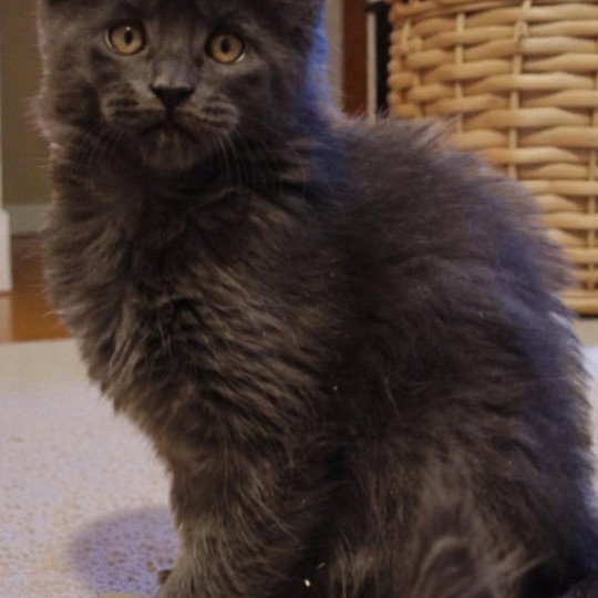 chaton Maine coon blue smoke Anwelya Chatterie Tsuki Araiguma