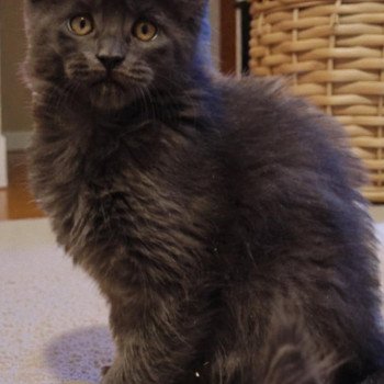 chaton Maine coon blue smoke Anwelya Chatterie Tsuki Araiguma