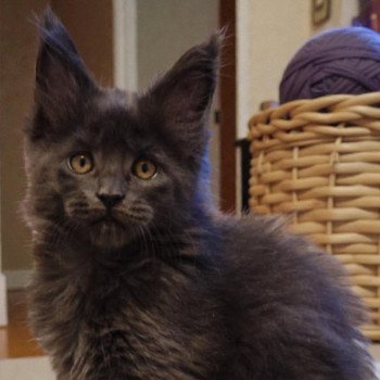 chaton Maine coon blue smoke Anwelya Chatterie Tsuki Araiguma