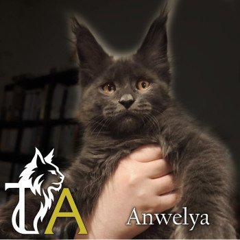 chaton Maine coon blue smoke Anwelya Chatterie Tsuki Araiguma