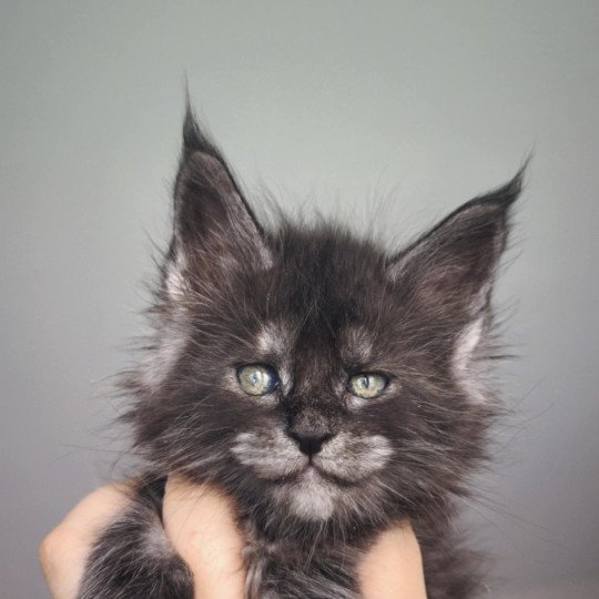 chaton Maine coon black smoke Aphrodite Chatterie Tsuki Araiguma