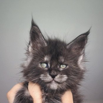 chaton Maine coon black smoke Aphrodite Chatterie Tsuki Araiguma chaton Maine coon black smoke Aphrodite Chatterie Tsuki Araiguma